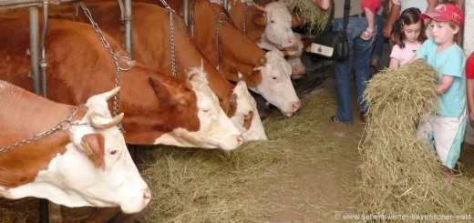 Bayerischer Wald Kinder & Erlebnisbauernhof Bayern Kuhstall Tiere füttern