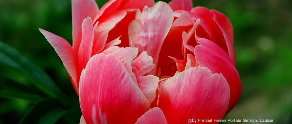 Pfingstrosen Luxus Blumen verschicken Frühlingsstrauß schenken