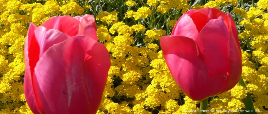 Luxus Frühlingsstrauß mit Tulpen personalisiert verschicken