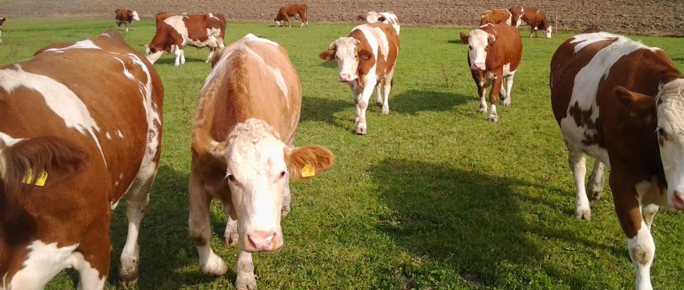 Urlaub am Bauernhof Bayerischer Wald mit Kühen auf der Weide hackerhof-niederbayern-bauernhofurlaub-deutschland-tiere-erleben-kühe-weiden