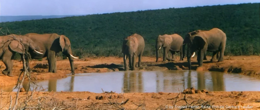 Südafrika Rundreise bei einer Safari Elefanten am Wasserloch beobachten