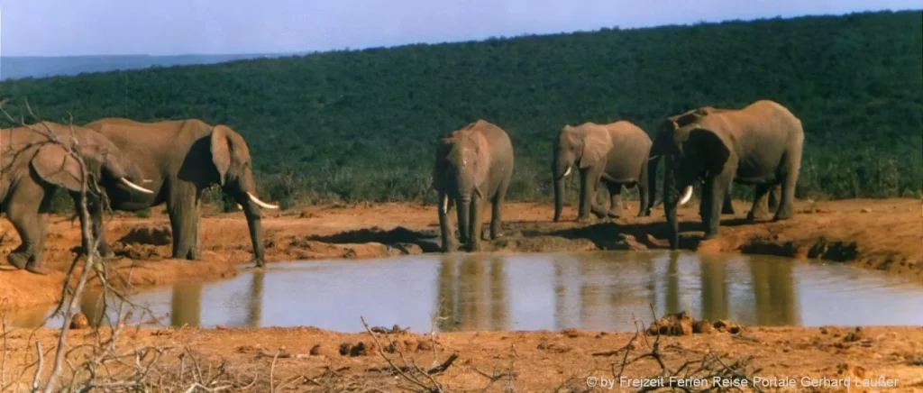 Südafrika Rundreise mit Elefanten Safari im Nationalpark