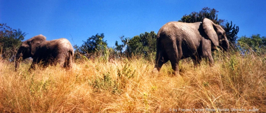 Reisetipps in Swasiland eine Safari durch die Nationalpark mit Elefanten